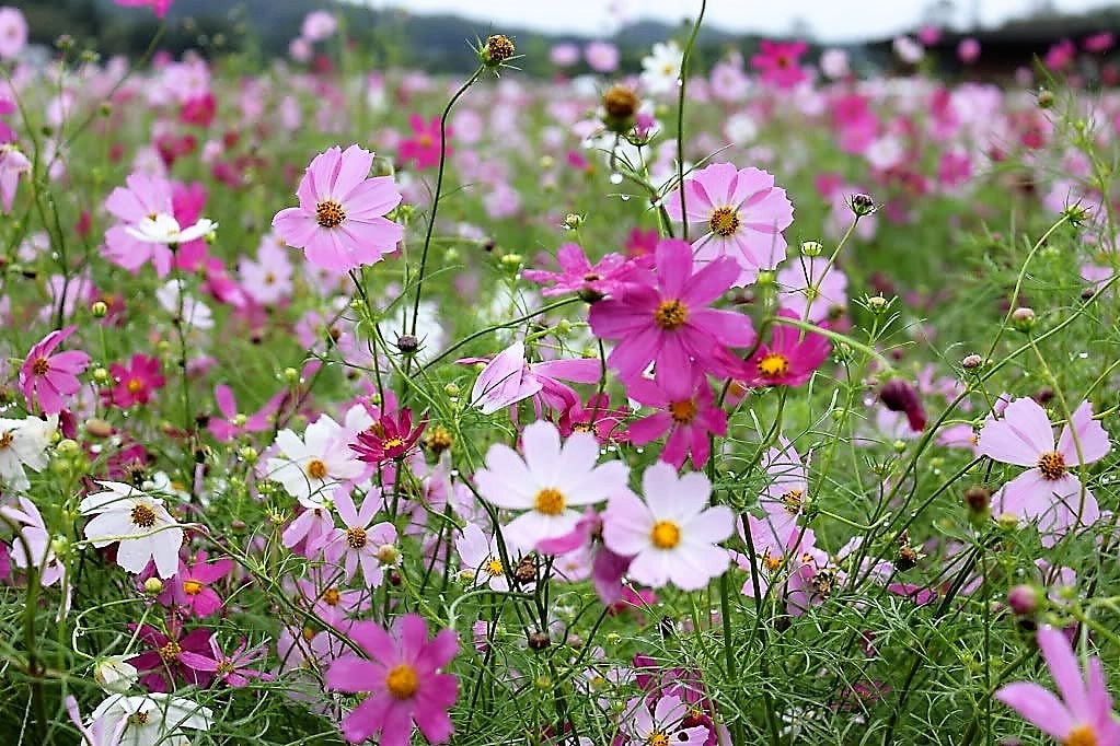 350 COSMOS SENSATION MIX Mixed Colors Cosmos Bipinnatus Flower Seeds
