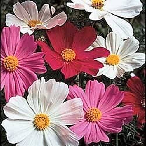 350 COSMOS SENSATION MIX Mixed Colors Cosmos Bipinnatus Flower Seeds