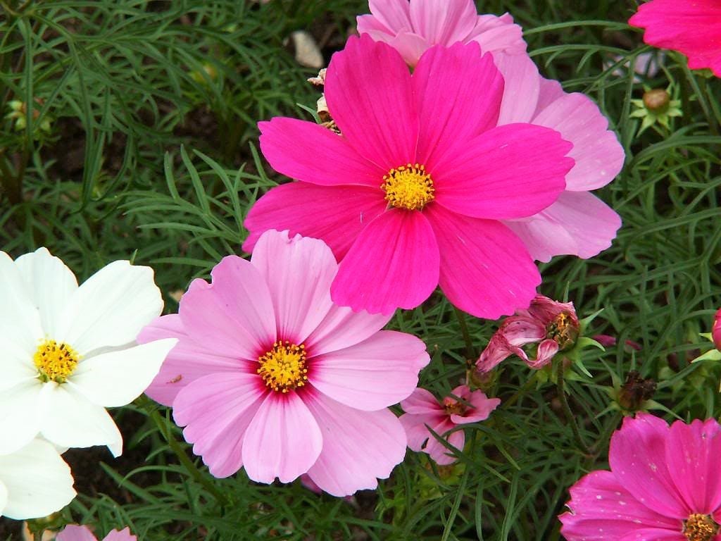 350 COSMOS SENSATION MIX Mixed Colors Cosmos Bipinnatus Flower Seeds