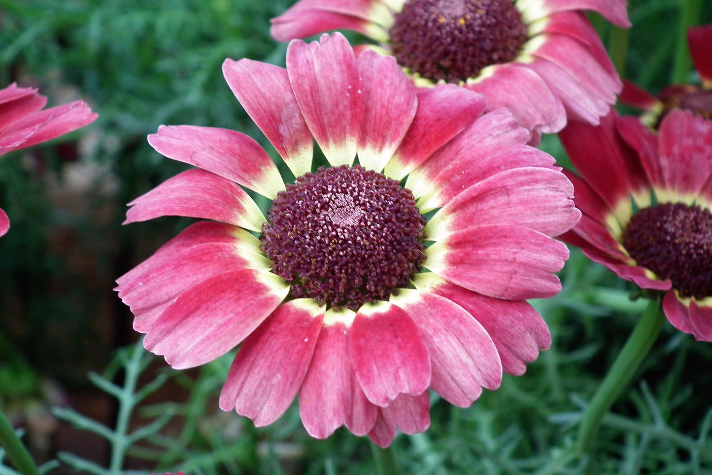 250 TRICOLOR PAINTED DAISY (Pyrenthrum Daisy) Chrysanthemum Carinatum Flower Seeds