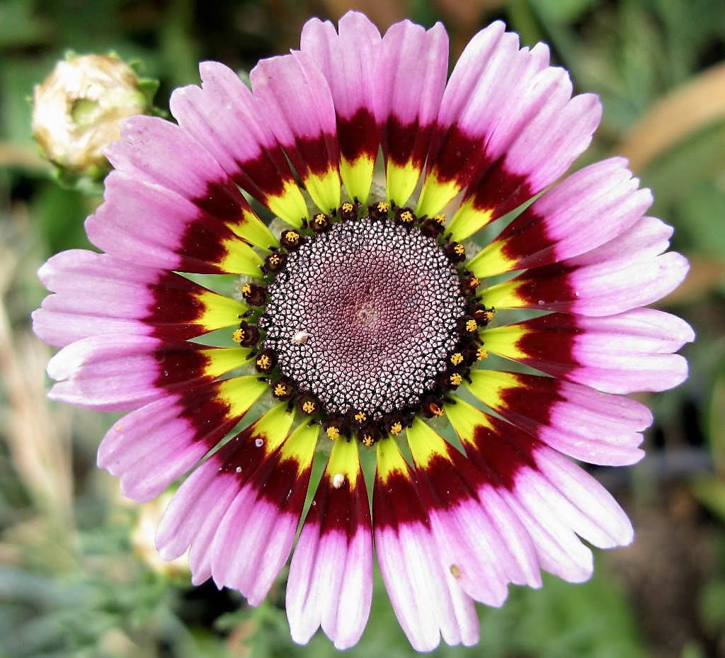 250 TRICOLOR PAINTED DAISY (Pyrenthrum Daisy) Chrysanthemum Carinatum Flower Seeds