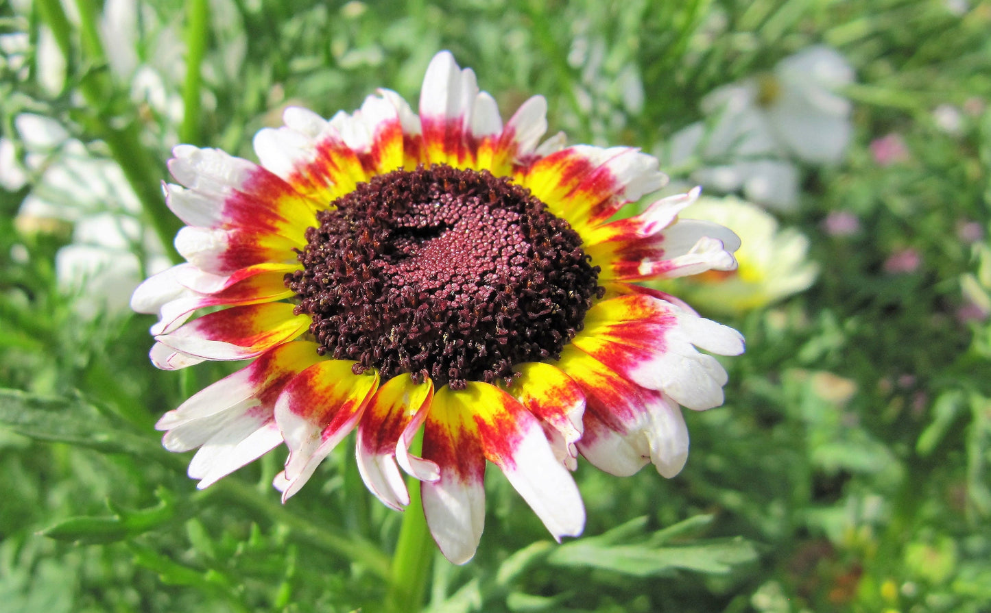 250 TRICOLOR PAINTED DAISY (Pyrenthrum Daisy) Chrysanthemum Carinatum Flower Seeds