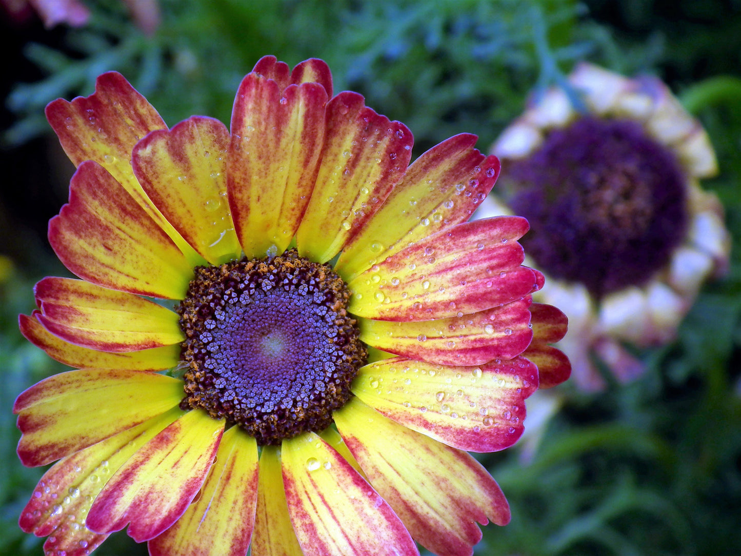250 TRICOLOR PAINTED DAISY (Pyrenthrum Daisy) Chrysanthemum Carinatum Flower Seeds
