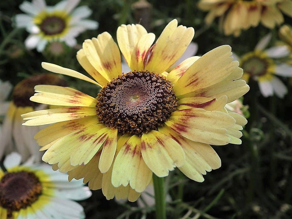 250 TRICOLOR PAINTED DAISY (Pyrenthrum Daisy) Chrysanthemum Carinatum Flower Seeds