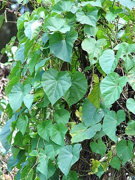 50 MOONFLOWER MORNING GLORY White Moon Flower Ipomoea Alba Flower Vine Seeds