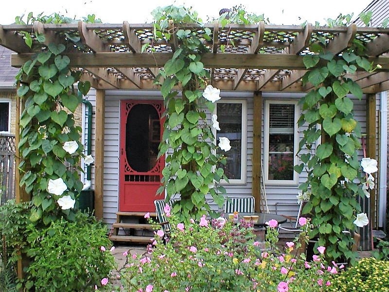 50 MOONFLOWER MORNING GLORY White Moon Flower Ipomoea Alba Flower Vine Seeds