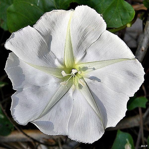 50 MOONFLOWER MORNING GLORY White Moon Flower Ipomoea Alba Flower Vine Seeds