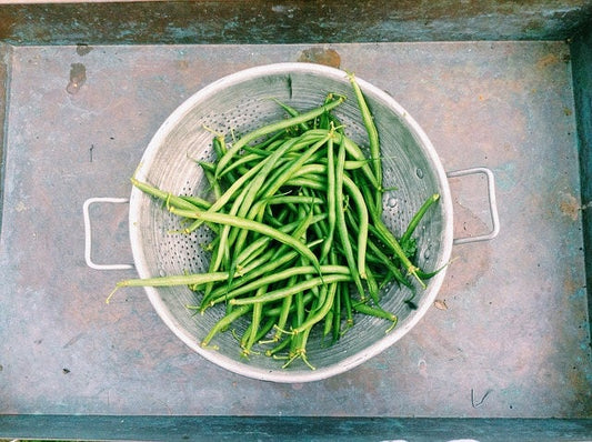 50 SLENDERETTE GREEN BEAN French Stringless Phaseolus Vulgaris Vegetable Seeds