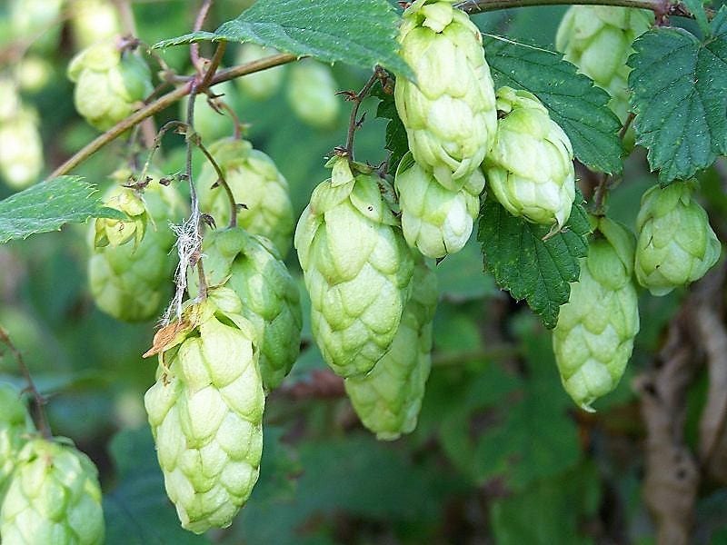 25 COMMON HOPS European Humulus Lupulus Vine Seeds Beer Making Ingredient Seeds