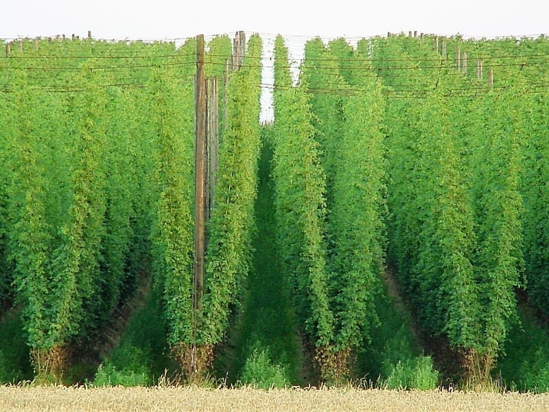 25 COMMON HOPS European Humulus Lupulus Vine Seeds Beer Making Ingredient Seeds