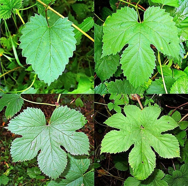 25 COMMON HOPS European Humulus Lupulus Vine Seeds Beer Making Ingredient Seeds