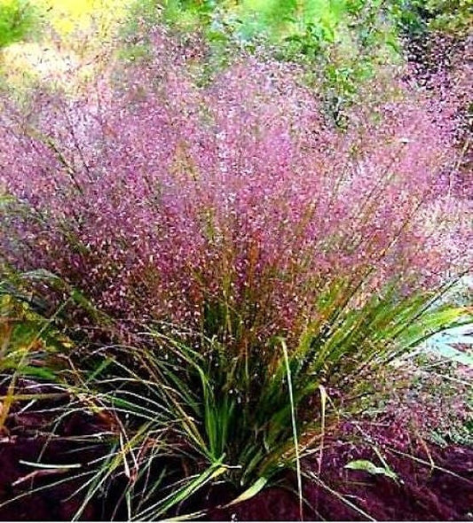 100 PURPLE LOVEGRASS Eragrostis Spectabilis Native Love Grass Flower Seeds