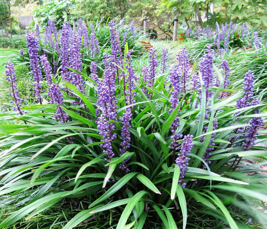 5 LILYTURF Liriope Muscari aka Big Blue Lily Turf / Monkey Grass Flower Seeds