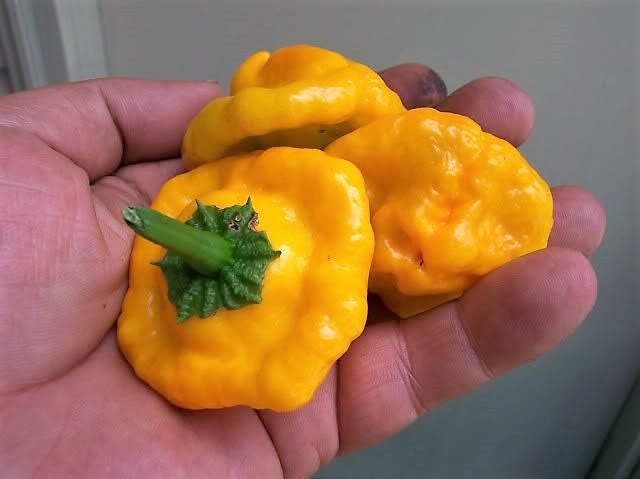 40 Yellow SCOTCH BONNET PEPPER very hot Jamaican Capsicum Annuum Vegetable Seeds