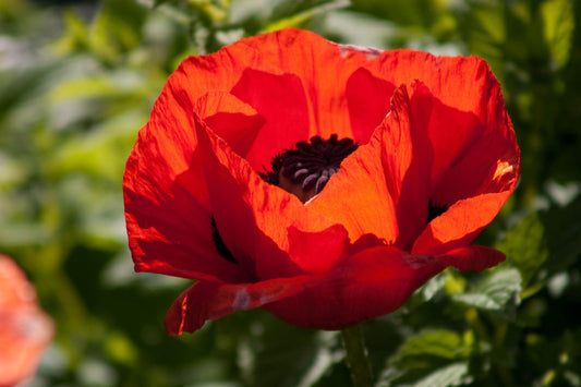100 RED TURKISH POPPY Heirloom Papaver Somniferum Flower Seeds