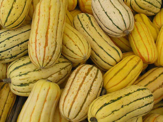 50 DELICATA SQUASH Striped Sweet Potato Cucurbita Pepo Vegetable Seeds
