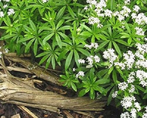 20 SWEET WOODRUFF ASPERULA Galium Odoratum Shade White Flower Seeds