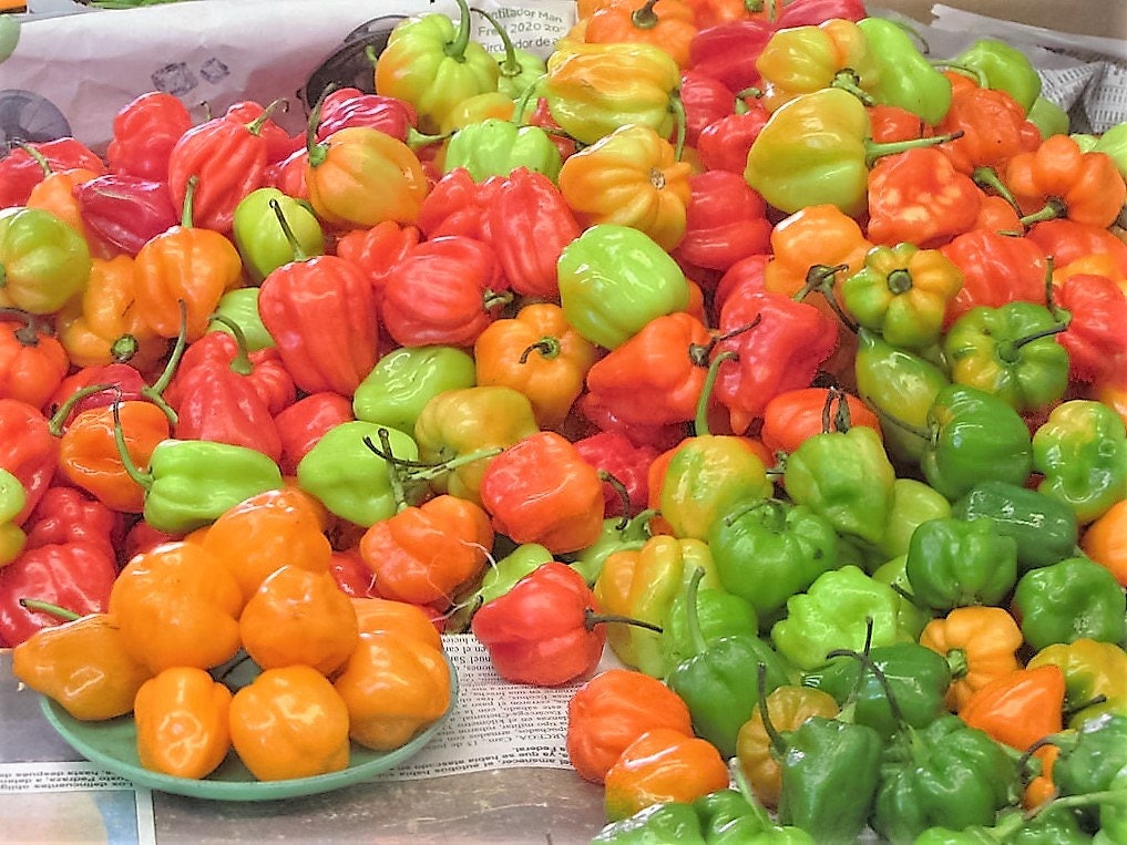 50 Mixed HOT HABANERO PEPPER Red Orange White Brown Mix Capsicum Chinense Seeds