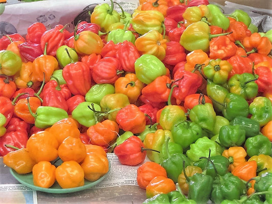 50 Mixed HOT HABANERO PEPPER Red Orange White Brown Mix Capsicum Chinense Seeds