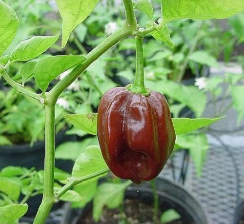 50 Mixed HOT HABANERO PEPPER Red Orange White Brown Mix Capsicum Chinense Seeds