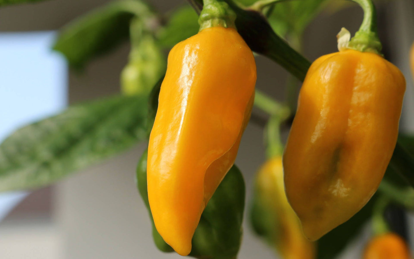 50 Mixed HOT HABANERO PEPPER Red Orange White Brown Mix Capsicum Chinense Seeds