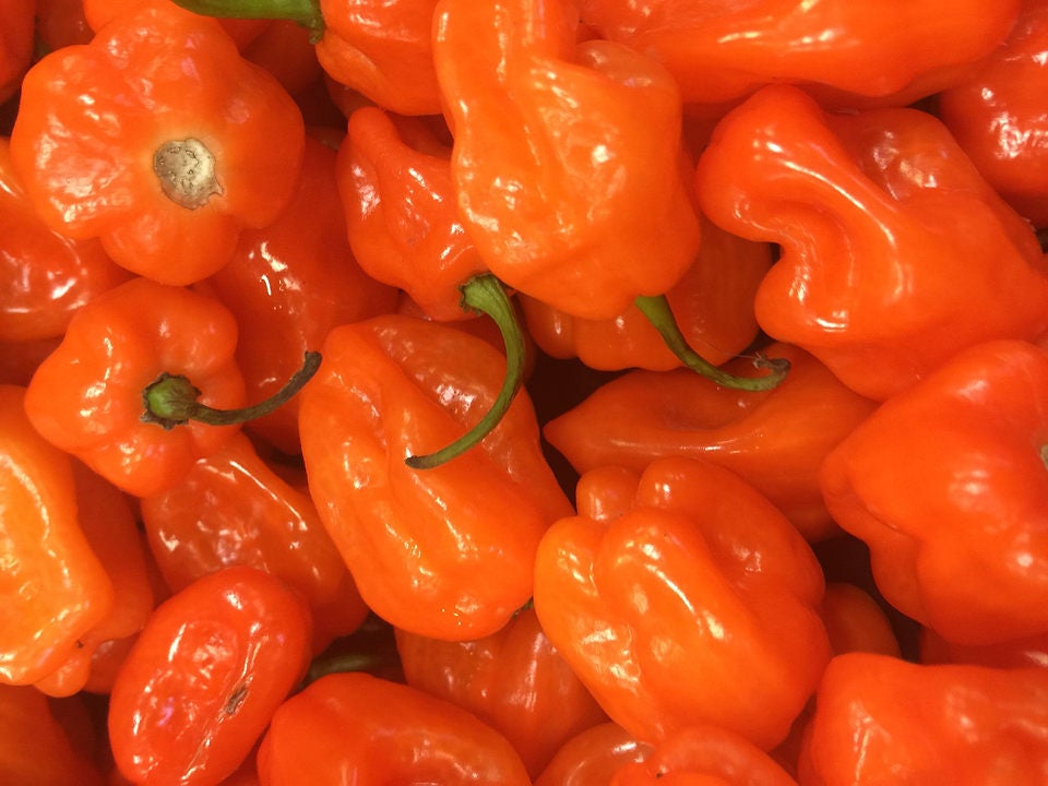 50 Mixed HOT HABANERO PEPPER Red Orange White Brown Mix Capsicum Chinense Seeds