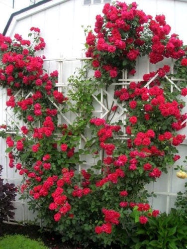 5 RED CLIMBING ROSE Rosa Bush Vine Climber Fragrant Butterfly Flower Seeds