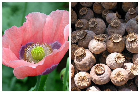 1000 POPPY " THE GIANT " Papaver Giganteum Pink & Purple Huge Pods Flower Seeds