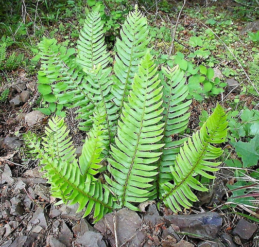 1500 Western SWORD FERN Giant Holly Swordfern Polystichum Munitum Aspidium Solitarium Spores Seeds