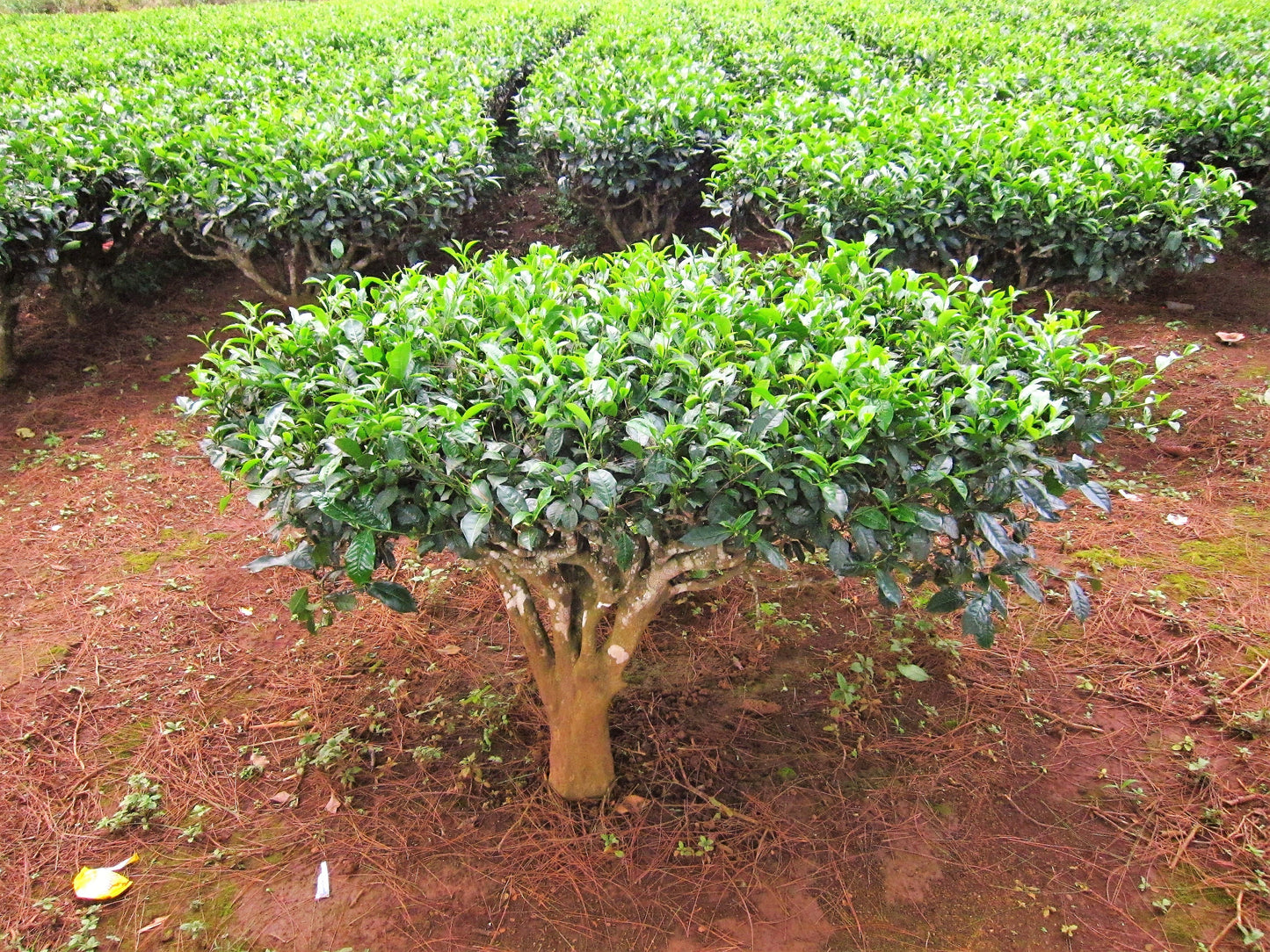 5 TEA PLANT Black & Green Drinking Tea Camellia Sinensis Evergreen Tree Shrub Flower Seeds