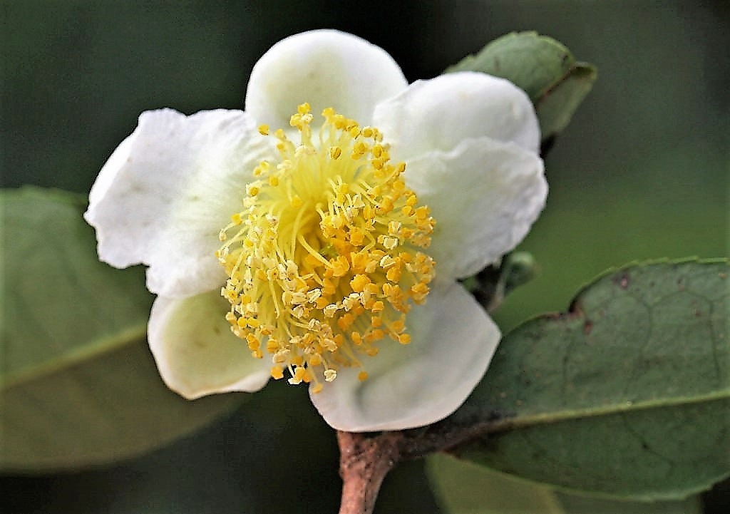 5 TEA PLANT Black & Green Drinking Tea Camellia Sinensis Evergreen Tree Shrub Flower Seeds