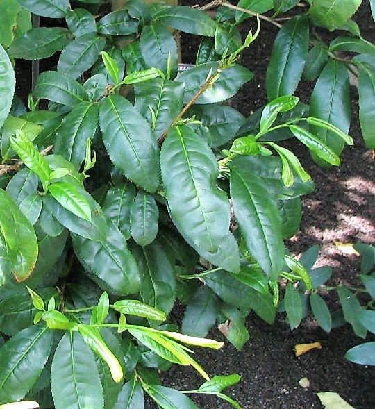 5 TEA PLANT Black & Green Drinking Tea Camellia Sinensis Evergreen Tree Shrub Flower Seeds
