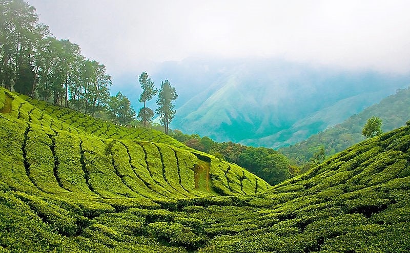 5 TEA PLANT Black & Green Drinking Tea Camellia Sinensis Evergreen Tree Shrub Flower Seeds