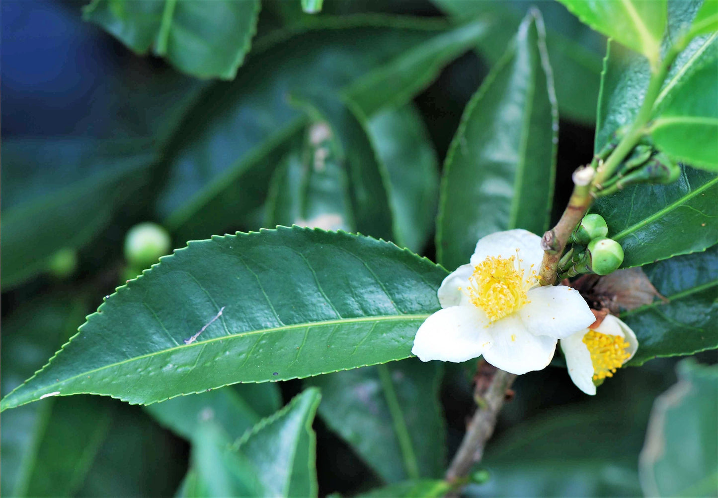 5 TEA PLANT Black & Green Drinking Tea Camellia Sinensis Evergreen Tree Shrub Flower Seeds