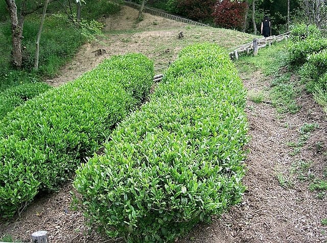 5 TEA PLANT Black & Green Drinking Tea Camellia Sinensis Evergreen Tree Shrub Flower Seeds