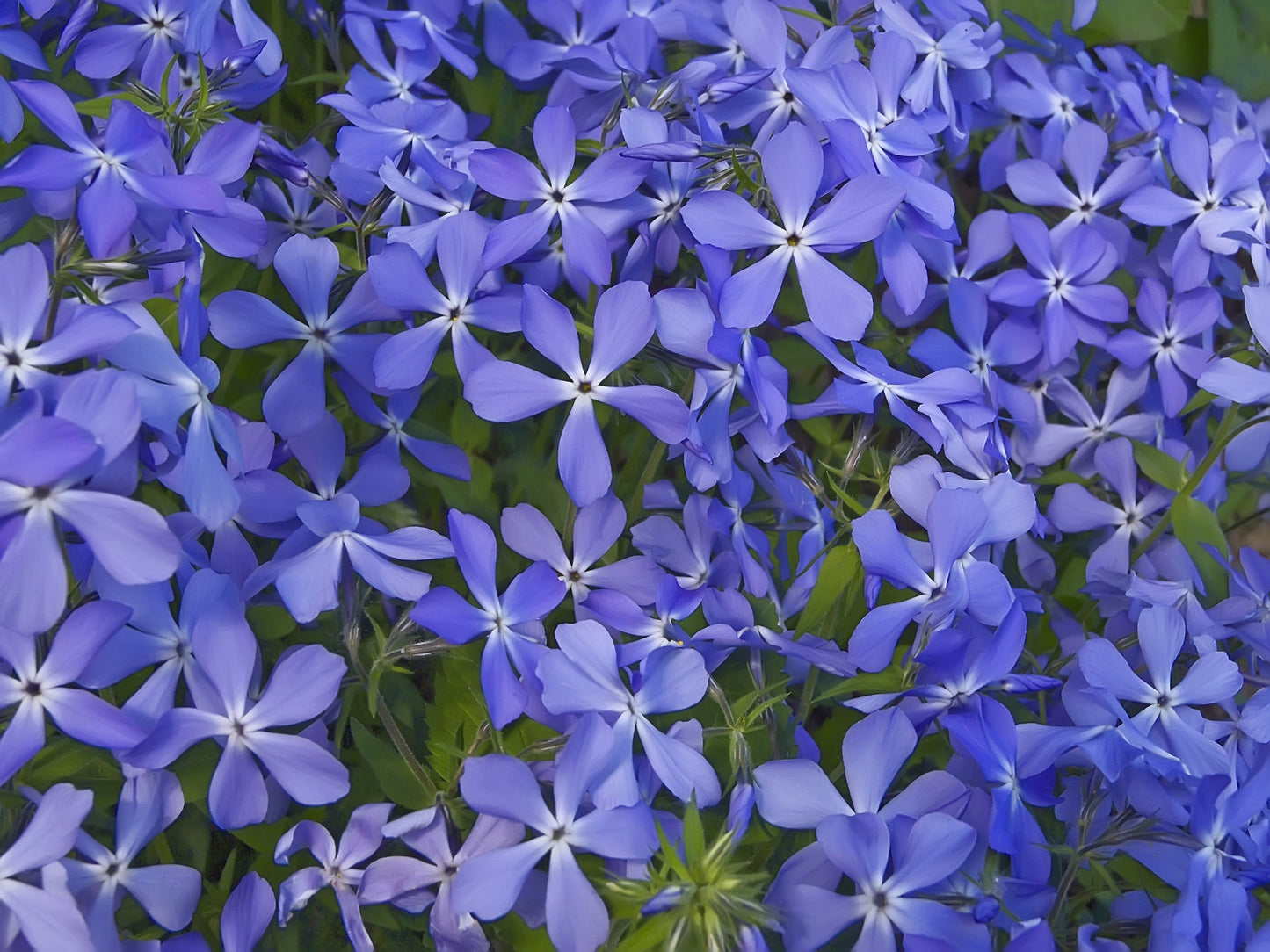 500 EVENING ( night ) SCENTED STOCK Matthiola Longipetala Bicornis Flower Seeds