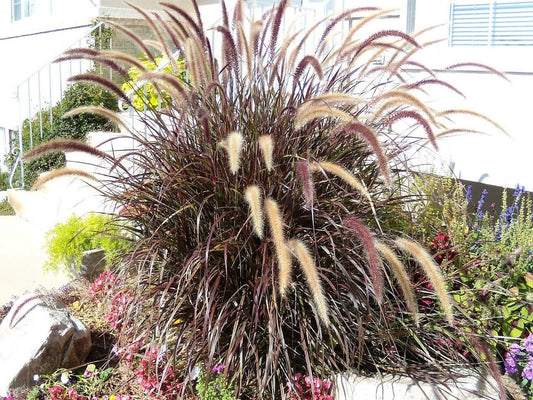 25 PURPLE FOUNTAIN GRASS Ornamental Pennisetum Setaceum Dark Burgundy Flower Seeds