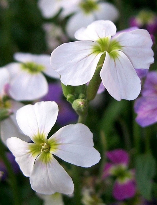 500 EVENING ( night ) SCENTED STOCK Matthiola Longipetala Bicornis Flower Seeds