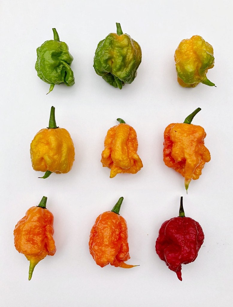 10 Red CAROLINA REAPER PEPPER World's Hottest Capsicum Chinense Hot Chili Vegetable Seeds