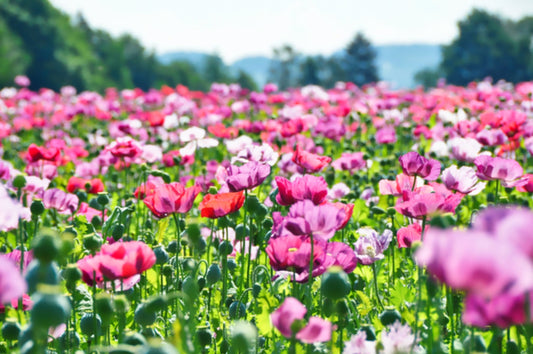 250 AFGHAN Blue POPPY Mixed Colors Papaver Somniferum Pink Purple White Flower Seeds