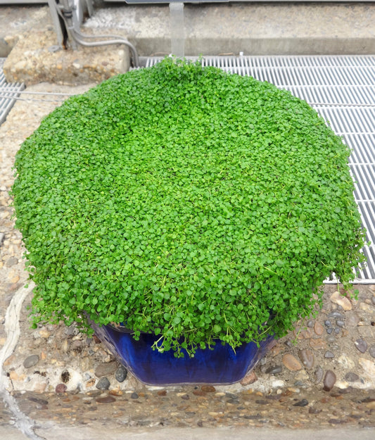 1g 27,500 BULK CORSICAN MINT Mentha Requienii Fragrant Hern Ground Cover Flower 1 Gram Seeds