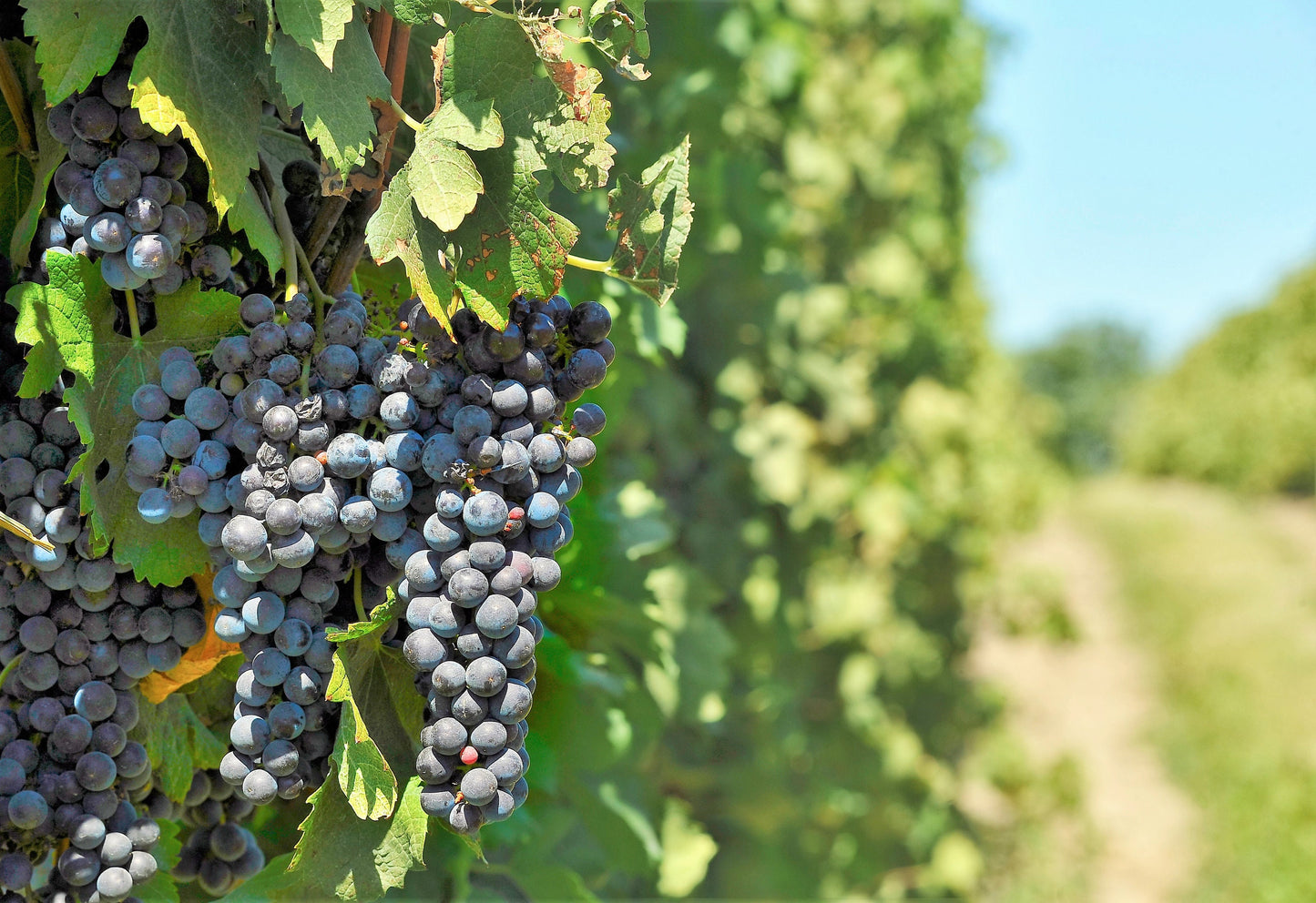 10 Purple CONCORD GRAPE Fruit Vine Vitis Labrusca White Flower Seeds