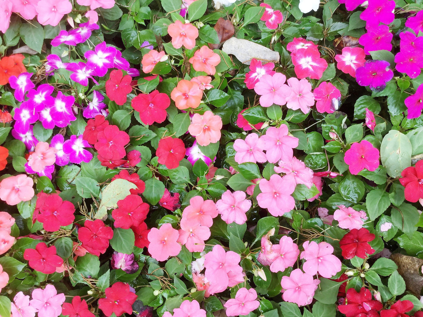 50 MIXED COLORS Dwarf IMPATIENS Walleriana Sun or Full Shade Red, White, Pink, Carmine, Scarlet, & Orange Flower Seeds