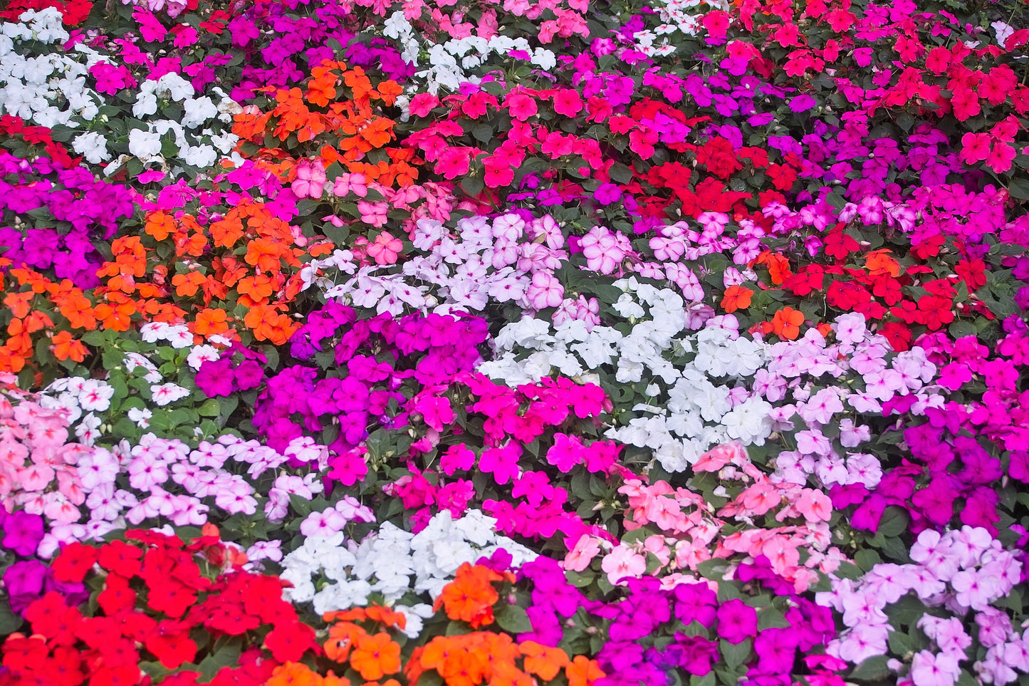 50 MIXED COLORS Dwarf IMPATIENS Walleriana Sun or Full Shade Red, White, Pink, Carmine, Scarlet, & Orange Flower Seeds