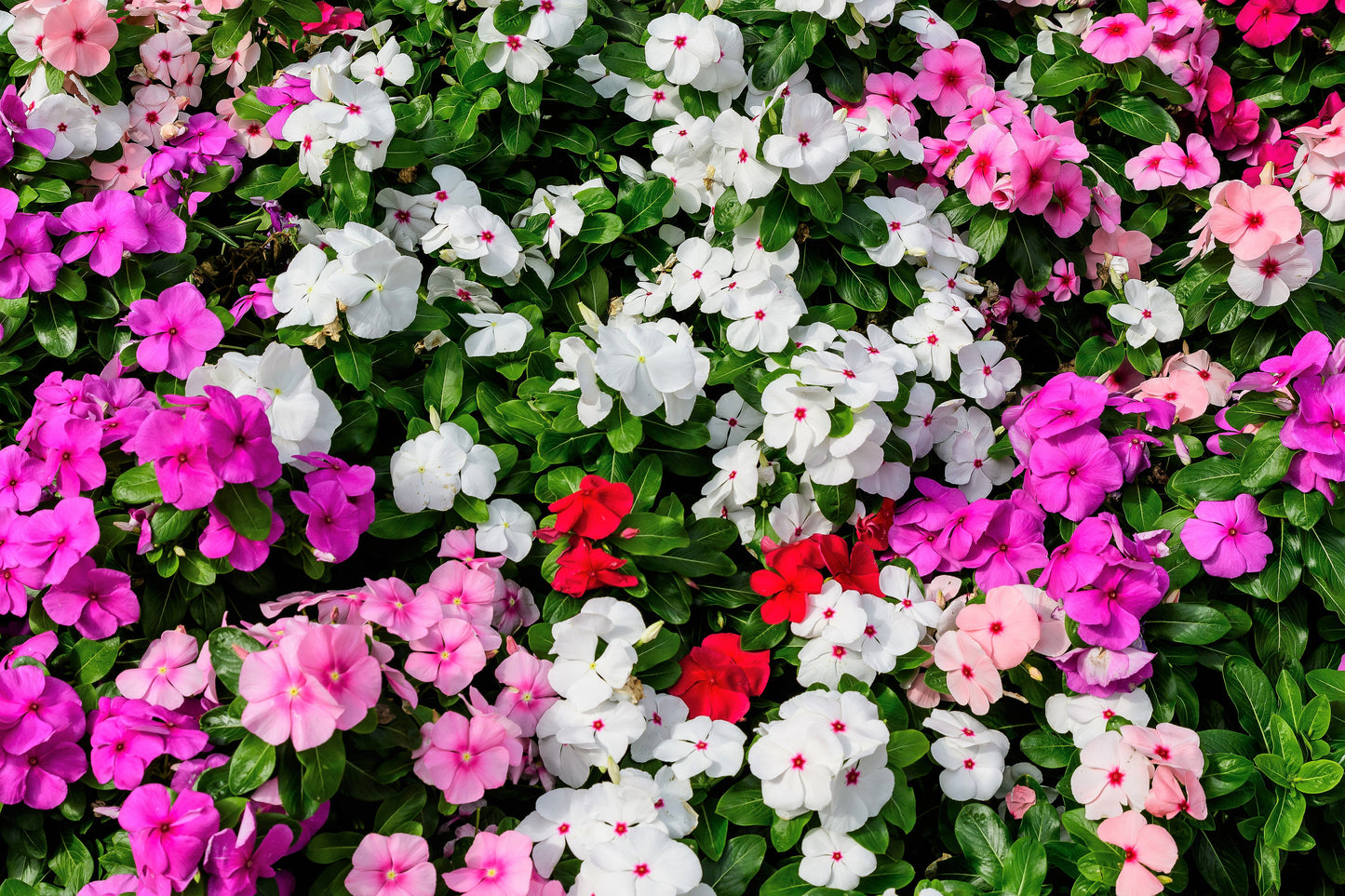 50 MIXED COLORS Dwarf IMPATIENS Walleriana Sun or Full Shade Red, White, Pink, Carmine, Scarlet, & Orange Flower Seeds