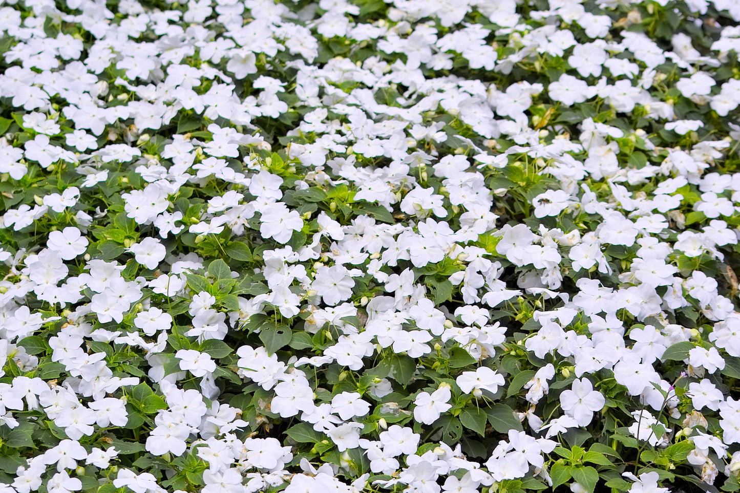 50 MIXED COLORS Dwarf IMPATIENS Walleriana Sun or Full Shade Red, White, Pink, Carmine, Scarlet, & Orange Flower Seeds