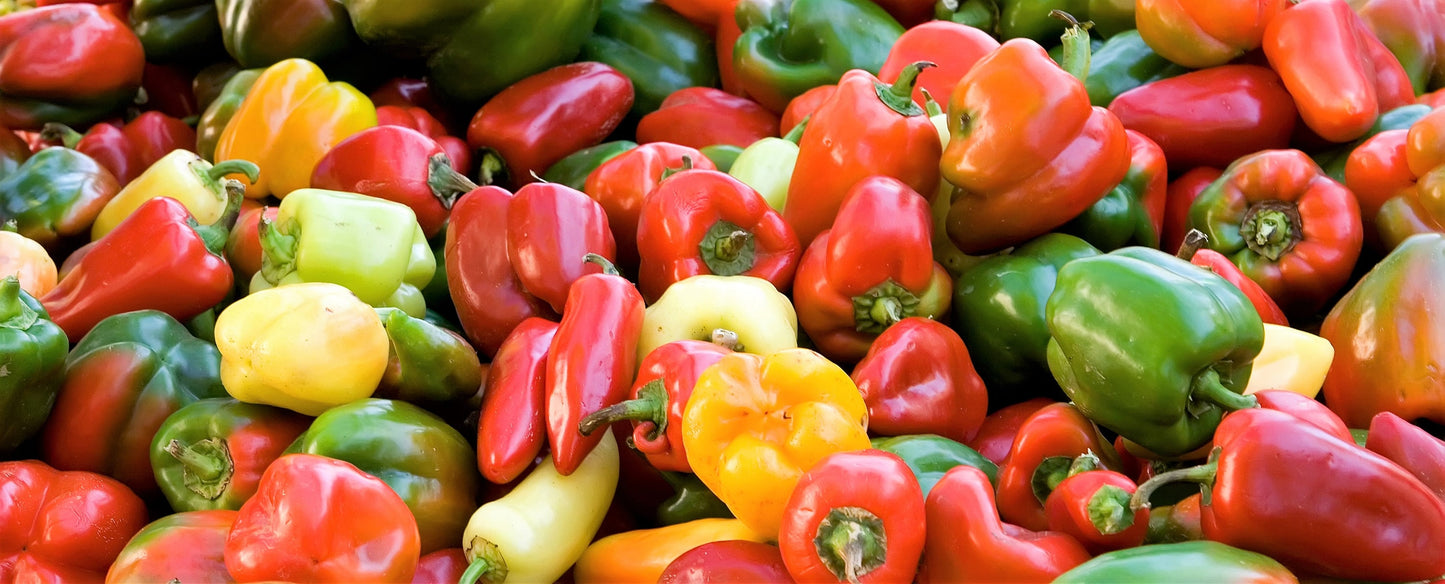 150 RAINBOW BELL PEPPER Sweet Red, Green, Yellow, Orange, Purple, Brown, & White Capsicum Annuum Vegetable Seeds