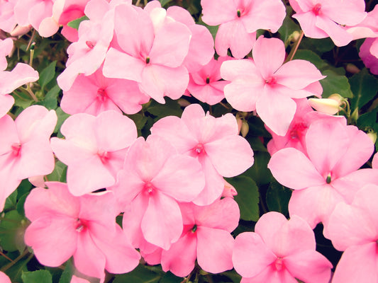 50 DWARF PINK IMPATIENS Walleriana Sun or Full Shade Flower Seeds