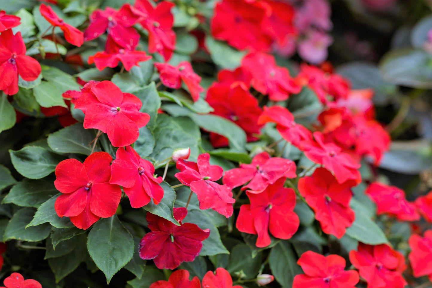 50 MIXED COLORS Dwarf IMPATIENS Walleriana Sun or Full Shade Red, White, Pink, Carmine, Scarlet, & Orange Flower Seeds