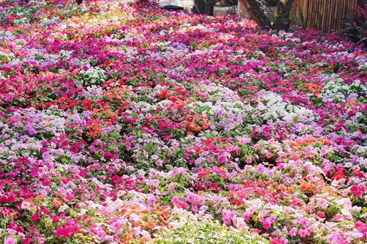 50 MIXED COLORS Dwarf IMPATIENS Walleriana Sun or Full Shade Red, White, Pink, Carmine, Scarlet, & Orange Flower Seeds